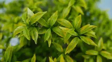 Renforcez votre système immunitaire avec les pouvoirs des plantes médicinales