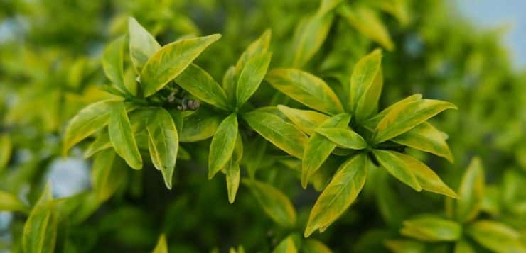 Renforcez votre système immunitaire avec les pouvoirs des plantes médicinales