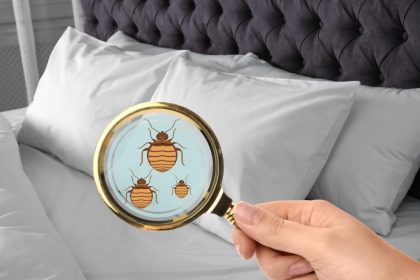 Punaises de lit : comment détecter une infestation et agir efficacement ?