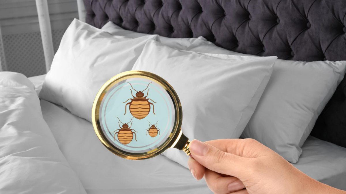 Punaises de lit : comment détecter une infestation et agir efficacement ?